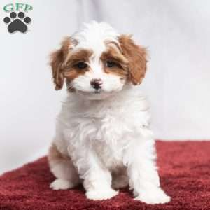 Whitney, Cavapoo Puppy